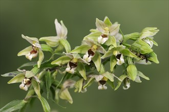 Broad-leaved helleborine or broad-leaved marsh orchid (Epipactis helleborine), flowers, North