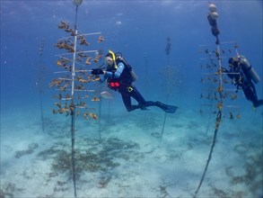 Coral farming. Divers clean the rack on which young specimens of elkhorn coral (Acropora palmata)
