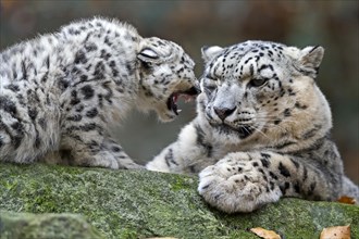 Two snow leopards interacting playfully on a rocky outcrop, snow leopard, (Uncia uncia), young