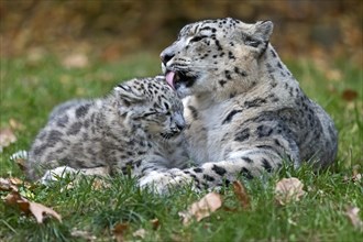 A snow leopard grooming its young with recognisable tenderness, snow leopard, (Uncia uncia), young
