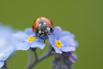 Seven-spot ladybird Coccinella (septempunctata) adult on Forget-me-not flowers in spring, Suffolk,