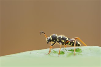 Real ram ram or wasp beetle (Clytus arietis), North Rhine-Westphalia, Germany, Europe