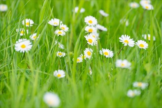 Many flowers of daisies (Bellis perennis), also known as perennial daisy, perennial daisy,