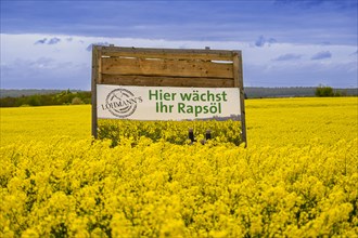 Sign with inscription Hier waechst Ihr Rapsoel in einem Rapsfeld, Field with rape (Brassica napus),