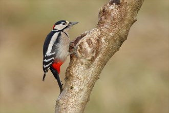 Great spotted woodpecker (Dendrocopos major) male sitting at a water pot in a tree trunk to search