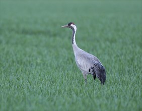 Crane (Grus grus), adult bird foraging in a cereal field, Lower Saxony, Germany, Europe