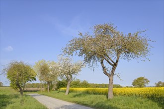 Fruit trees, apple tree (Malus domestica) in bloom next to a flowering rape field (Brassica napus),