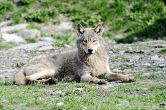 Mackenzie valley wolf (Canis lupus occidentalis), Captive, Germany, Europe, A single wolf lies on