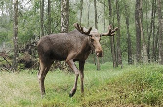 Eurasian elk (Alces alces alces), bull elk, captive, Germany, Europe