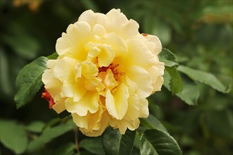 Rose or shrub rose 'Postillion' (Rosa hybrida), flower, ornamental plant, North Rhine-Westphalia,