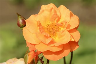 Garden rose or rose 'Westzeit' (Rosa hybrida), flower, ornamental plant, North Rhine-Westphalia,