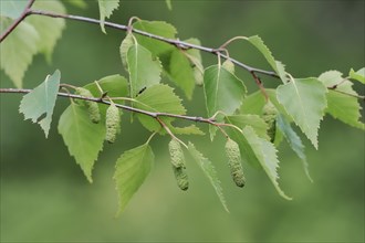 Silver birch (Betula pendula, Betula alba, Betula verrucosa), leaves and fruit clusters, North