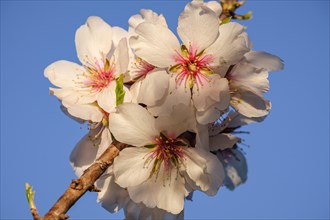Almond blossoms, Randa, Mallorca, Balearic Islands, Spain, Europe