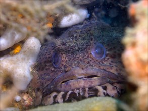 Gulf toadfish (Opsanus beta), dive site Anna's Reef, Destin, Panhandle, Gulf of Mexico, Florida,