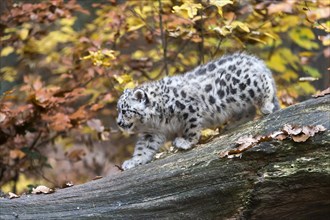 A young snow leopard strides on a tree trunk in an autumnal environment, Snow leopard, (Uncia