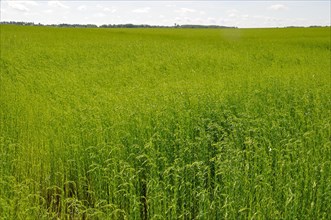 Flax field