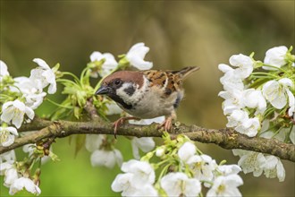 A eurasian tree sparrow (Passer montanus) sitting on a flowering branch in spring,