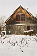 Vitis labrusca, Grapevine plantation and old wooden rustic barn with red trimmed windows in
