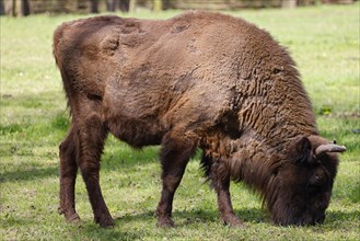 European bison (Bos bonasus) also captive, Germany, Europe