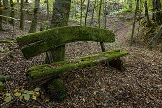 Weathered, rotten and mossy bench made of rough wooden planks, autumn leaves, beech forest,