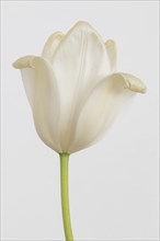 White tulip (Tulipa), Stuttgart, Baden-Wuerttemberg, Germany, Europe