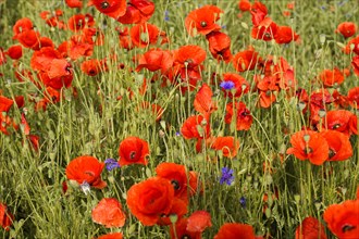 Poppy flowers (Papaver rhoeas), Baden-Wuerttemberg, Dense poppy field with some blue accents among