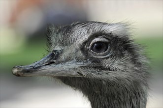 Emu (Dromaius novaehollandiae), in the zoo, Bavaria, portrait of an emu, captive, close-up of an