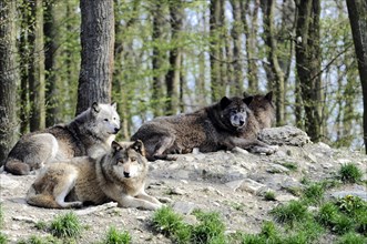 Mackenzie valley wolf (Canis lupus occidentalis), Captive, Germany, Europe, Three wolves resting