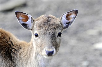 European roe deer (Capreolus capreolus), Captive, A young deer looks innocently and curiously into