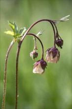 Water avens (Geum rivale), Emsland, Lower Saxony, Germany, Europe