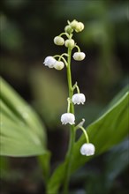 Lily of the valley (Convallaria majalis), Emsland, Lower Saxony, Germany, Europe