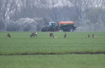European roe deers (Capreolus capreolus) with winter fur standing and lying on a grain field,