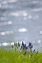 Grape hyacinths (Muscari botryoides), spring, Germany, Europe