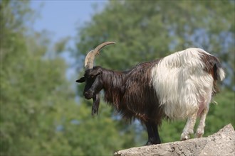 Valais black-necked goat or Vallesana goat (Capra aegagrus f. hircus), billy goat, North