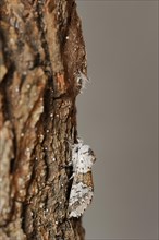 Sallow kitten moth (Furcula furcula), freshly hatched butterfly and cocoon, North Rhine-Westphalia,