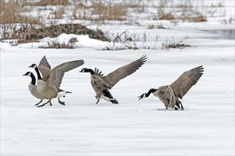 Canada geese (branta canadensis), adult chasing other geese on a frozen marsh, Lac Saint-Pierre