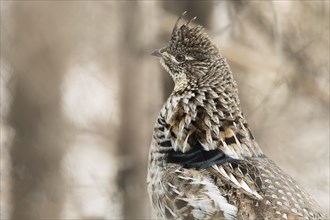 Ruffed grouse (Bonasa umbellus), male standing on a trunk, close-up, La Mauricie national park,