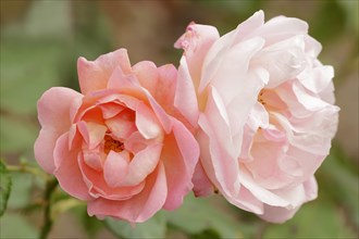 Garden rose or rose 'Nymphenburg' (Rosa hybrida), flowers, ornamental plant, North