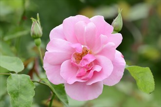 Garden rose or rose 'Silberlachs' (Rosa hybrida), flower, ornamental plant, North Rhine-Westphalia,
