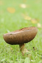 Common birch mushroom or birch bolete (Leccinum scabrum, Boletus scaber), North Rhine-Westphalia,