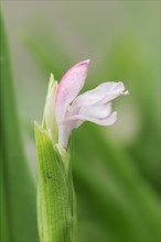 Chinese false orchid or ginger orchid (Roscoea cautleoides), flower, native to China