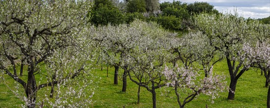 Almond blossom, Caimari, Mallorca, Balearic Islands, Spain, Europe