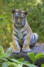A tiger young sits relaxed on a tree bark in a natural environment, Siberian tiger, Amur tiger,