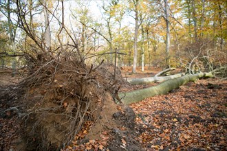 Deadwood structure in deciduous forest, root plates and lying deadwood, important habitat for