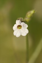 Tobacco (Nicotiana forsteri, Nicotiana debneyi), flower, native to Australia