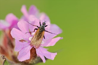Empis tessellatav (Empis tessellata) on a flower of the red campion (Silene dioica), flowers, North