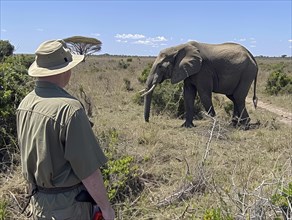 Elephant hunting in Africa, AI generated