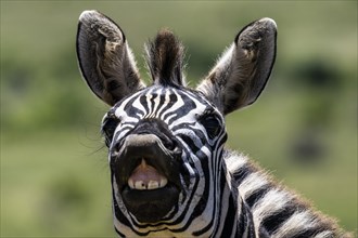 Plains zebra (Equus quagga), Funny Zebra, Addo Elephant National Park, Eastern Cape, South Africa,