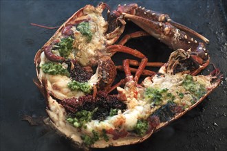 Stuffed lobster (homarus) with kabviar is grilled on a plancha, Atlantic coast, Vandee, France,