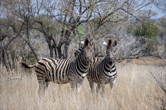 Two plains zebras (Equus quagga) in high dry grass, African savannah, Kruger National Park, South